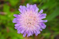 Knautia dipsacifolia