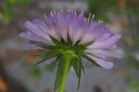 Knautia dipsacifolia