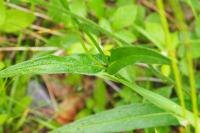 Knautia dipsacifolia
