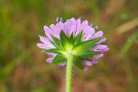 Knautia dipsacifolia