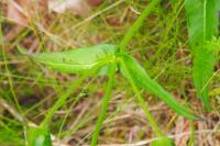 Knautia dipsacifolia