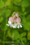 Silene vulgaris