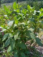 Phytolacca americana