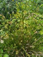 Juncus effusus