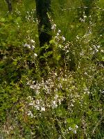 Linaria repens