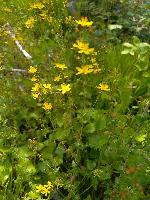 Hypericum pulchrum
