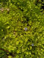 Hesperocodon hederaceus