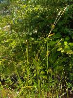 Carex laevigata