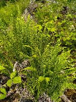 Struthiopteris spicant