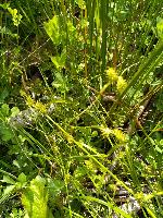 Carex demissa