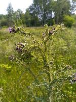 Cirsium palustre