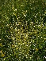 Galium elongatum