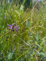 Solanum dulcamara
