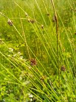 Juncus conglomeratus