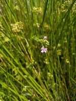 Epilobium