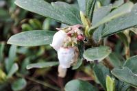 Arctostaphylos uva-ursi