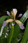 Iris foetidissima