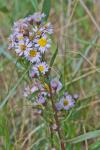 Tripolium pannonicum