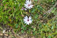 Osteospermum fruticosum