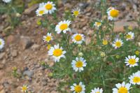 Anacyclus clavatus