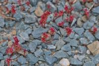 Sedum cespitosum