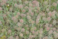 Trifolium stellatum