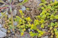 Sedum acre