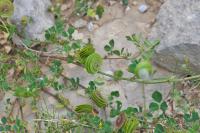 Medicago orbicularis