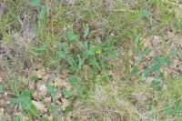Coronilla scorpioides