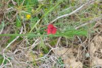 Lathyrus cicera