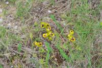 Ophrys lutea