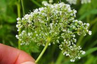 Chaerophyllum aureum