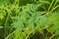 Chaerophyllum aureum