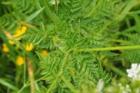 Chaerophyllum aureum