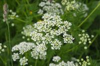 Chaerophyllum aureum