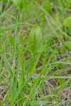 Ophioglossum vulgatum