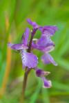 Anacamptis morio subsp. picta