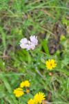 Allium roseum