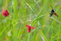Lathyrus sphaericus