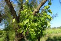 Vitis vinifera subsp. vinifera