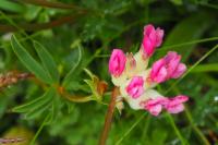 Anthyllis vulneraria subsp. alpestris