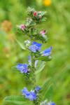 Echium vulgare