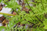 Sisymbrium austriacum