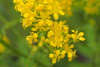 Sisymbrium austriacum