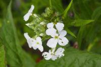 Hesperis matronalis