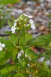 Hesperis matronalis
