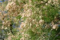 Tamarix
