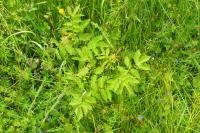 Filipendula ulmaria