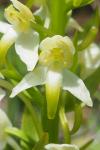Platanthera chlorantha