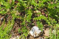 Poterium sanguisorba